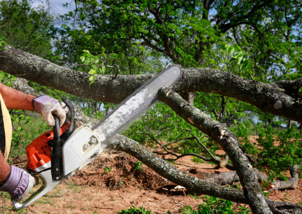 Oakland, OK Tree Care Company